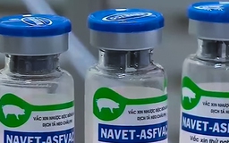 Vaccine dịch tả heo châu Phi vừa ra thị trường đã bị làm giả