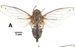 Phát hiện loài ve sầu mới tại Việt Nam