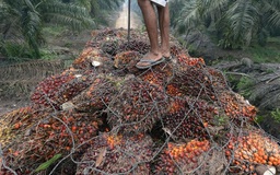 Đồn điền dầu cọ Indonesia lạm dụng lao động