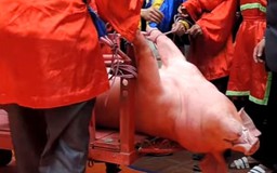 Lễ hội 'chém lợn phanh thây': Đừng đợi quốc tế lên tiếng