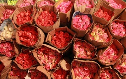 Rực rỡ sắc màu ở chợ hoa Tết lớn nhất Hà Nội