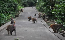 Khỉ 'làm nhiệm vụ quốc gia'