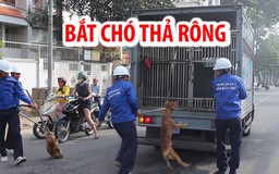 Đàn chó cắn chết bé trai 7 tuổi ở Hưng Yên: Phẫn nộ việc nuôi chó thả rông