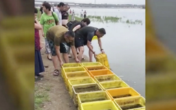 Phóng sinh cá ở Trung Quốc: Người thả, bên vớt
