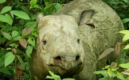 Tê giác Sumatra đã tuyệt chủng ở Malaysia