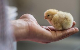 Trung Quốc điều tra vụ hô biến trứng luộc thành trứng sống, ấp ra gà con?