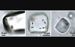Phát hiện sinh vật gần 1 tỉ năm tuổi, có lẽ còn sống