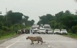 Cảnh sát dừng luồng giao thông để hổ băng ngang đường ở Ấn Độ