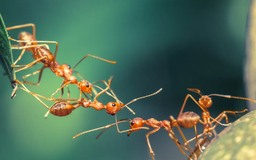Trái đất có bao nhiêu con kiến?