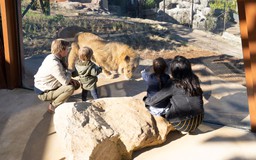 5 con sư tử xổng chuồng ở sở thú Sydney