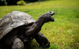 Rùa Jonathan, động vật già nhất trên cạn: 190 tuổi và vẫn giao phối tốt