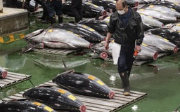 Kinh tế Nhật Bản khởi sắc, cá ngừ quay lại mức giá nhiều tỉ đồng