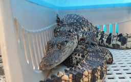 Sinh viên mang 2 con cá sấu “thú cưng” bàn giao cho kiểm lâm