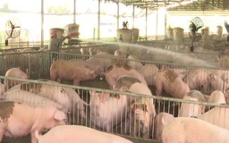Đắk Nông: Xử nghiêm hành vi sử dụng chất cấm trong chăn nuôi, giết mổ gia súc
