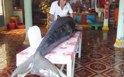 Cá voi nặng trên 250 kg mắc lưới