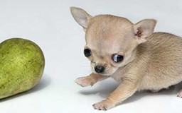 Chihuahua nhí nhất thế giới