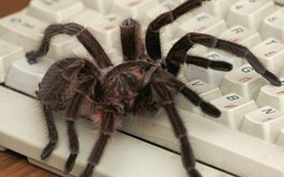 Nguồn gốc nỗi sợ nhện