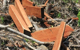 Phá 122 m3 gỗ rừng tự nhiên thành gỗ tạp để khai thác