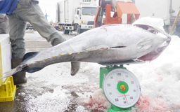Cá ngừ đánh bắt trong dịp tết bị thương lái ép giá
