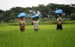 Chính phủ Myanmar trả lại đất cho nông dân