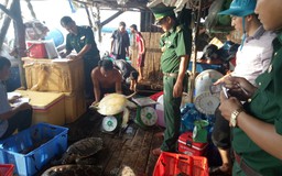 Giải cứu 16 con rùa biển quý hiếm nuôi nhốt trái phép ở Phú Quốc