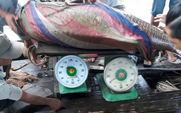Cá hô 'khủng' nặng 125 kg mắc lưới của ngư dân trên sông Tiền