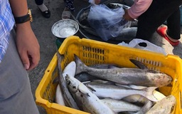 Kiên Giang: Cá lồng bè chết ồ ạt ở huyện đảo Kiên Hải