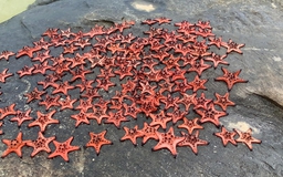 Người Phú Quốc bức xúc hình ảnh cả trăm con sao biển bị phơi để chụp ảnh