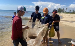 Rủ nhau đi bắt ruốc ở Phú Quốc: Cùng chia 'quà của biển', làm nhiều món ngon