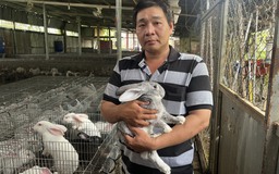 Thu nhập hàng trăm triệu mỗi năm nhờ nuôi thỏ