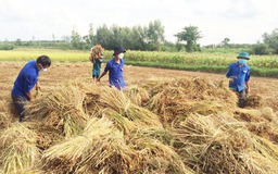 Áo xanh đi chợ, gặt lúa giúp dân vùng dịch Covid-19