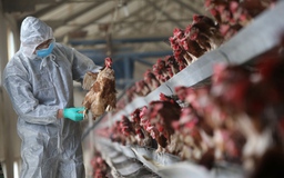 Trung Quốc ra lệnh đóng cửa chợ gia cầm bị ảnh hưởng cúm H7N9