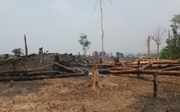 Gia Lai: Các BQL rừng sai phạm 10 tỉ, mới chỉ nộp khắc phục 3 tỉ