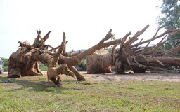 Cục CSGT chưa phát hiện tiêu cực vụ vận chuyển cây khủng qua 19 tỉnh, thành