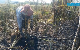 Cháy rụi hơn 100 ha mía đang vào vụ thu hoạch