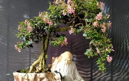Trồng bonsai hồng ngọc mai thu về tiền triệu
