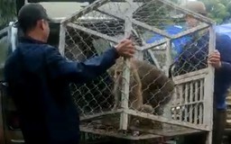 Gia Lai: Người dân giao 2 con khỉ đầu chó cho trung tâm cứu hộ