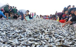 Ngư dân Hà Tĩnh trúng đậm hải sản gần bờ