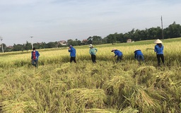 Thanh niên ra đồng trong thời tiết 'nước như ai nấu' để gặt lúa giúp dân