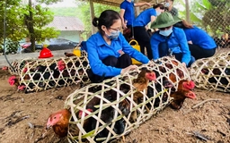 Nông dân Yên Bái tặng Hà Nội 500 con gà, cả bản 'thần tốc' đan lồng