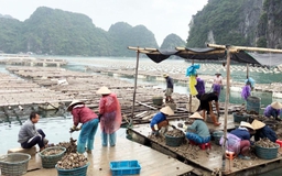 Lo ngại ô nhiễm môi trường biển từ nghề nuôi hàu tự phát ở Vân Đồn