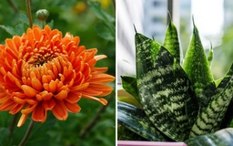 5 loại cây cảnh trồng trong nhà giúp tăng cường khả năng miễn dịch