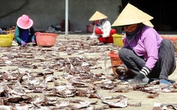 Hàng trăm tấn mực khô nằm cảng vì bí đầu ra