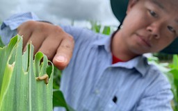 Dịch sâu keo mùa thu có thể đe dọa an ninh lương thực