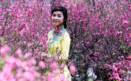 Hoa đào miền Bắc khoe sắc trong nắng xuân Sài Gòn