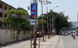Đề án cải tạo, thay thế cây xanh ở Hà Nội : Cây mỡ 'biến thành' vàng tâm !