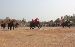 Sôi động voi thi chạy, đá bóng