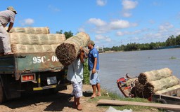 'Vương quốc' lác bên dòng Cổ Chiên