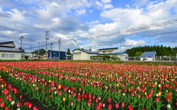 Tohoku một Nhật Bản khác lạ...