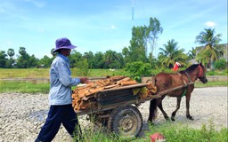 Những chuyến xe ngựa cuối cùng ở An Giang: Được chở khách là háo hức lắm!